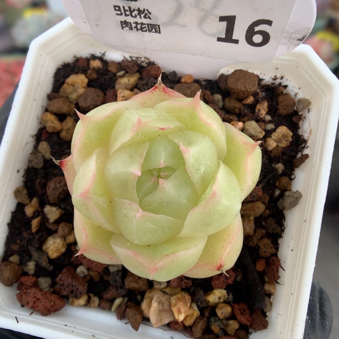 16 包子脸珍妮小麦杆