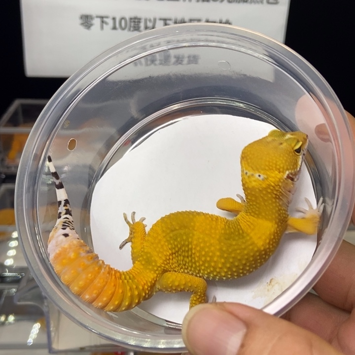 豹纹守宫32克公843号