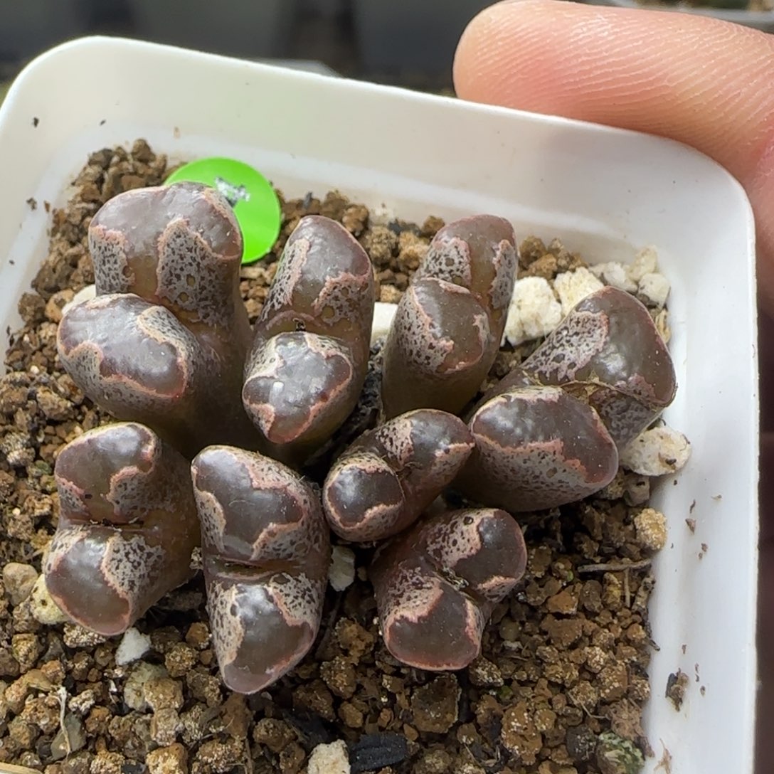 巧克力色全窗多肉植物274