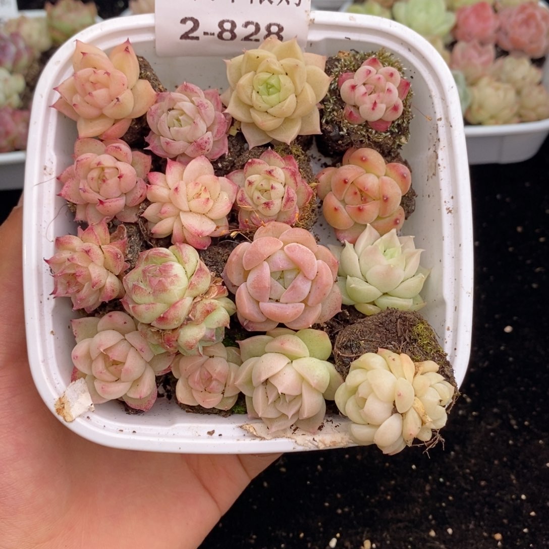 2-828 新疆西藏内蒙不发其他12.8包邮1.5到两厘米