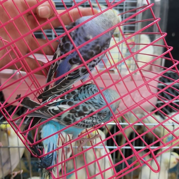 虎皮鹦鹉金彩虎皮鹦鹉2只