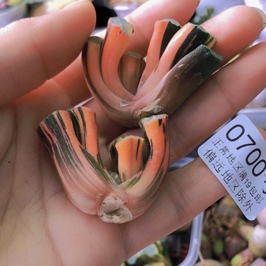 无花朵0700，两颗如图