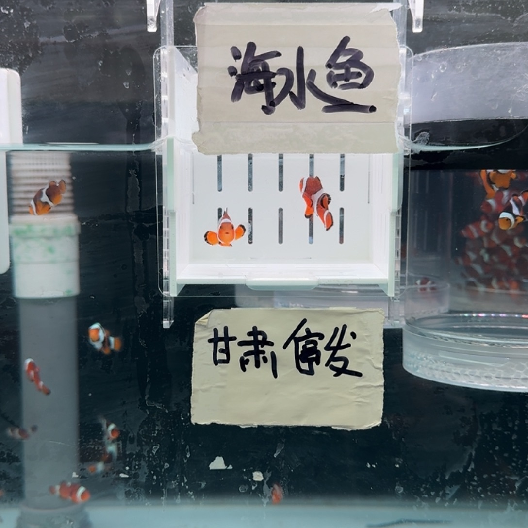 海水鱼4左右精品黑边公子一对