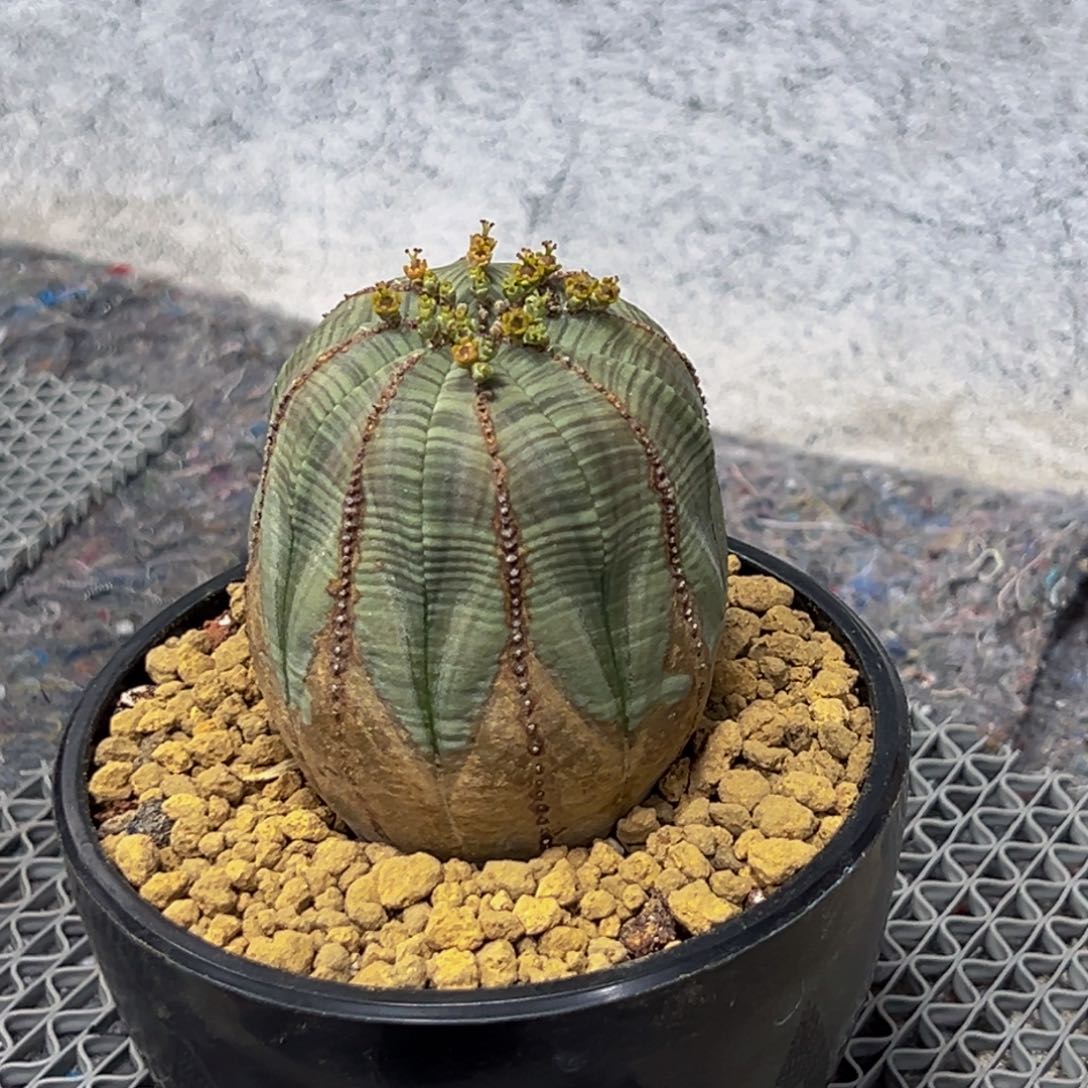 m高配版欧系锈斑布纹球