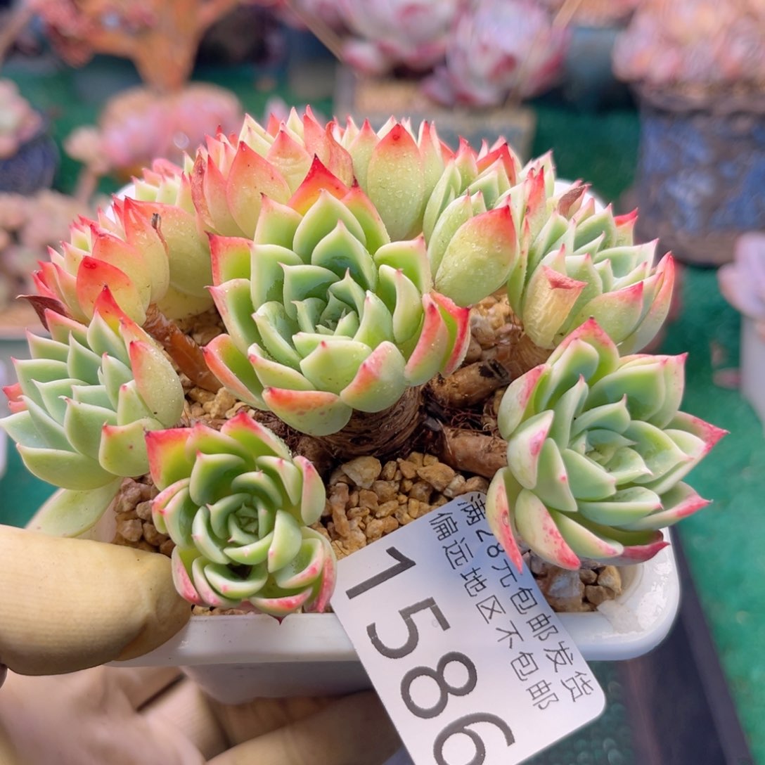 大1586；g d h x g g h j j