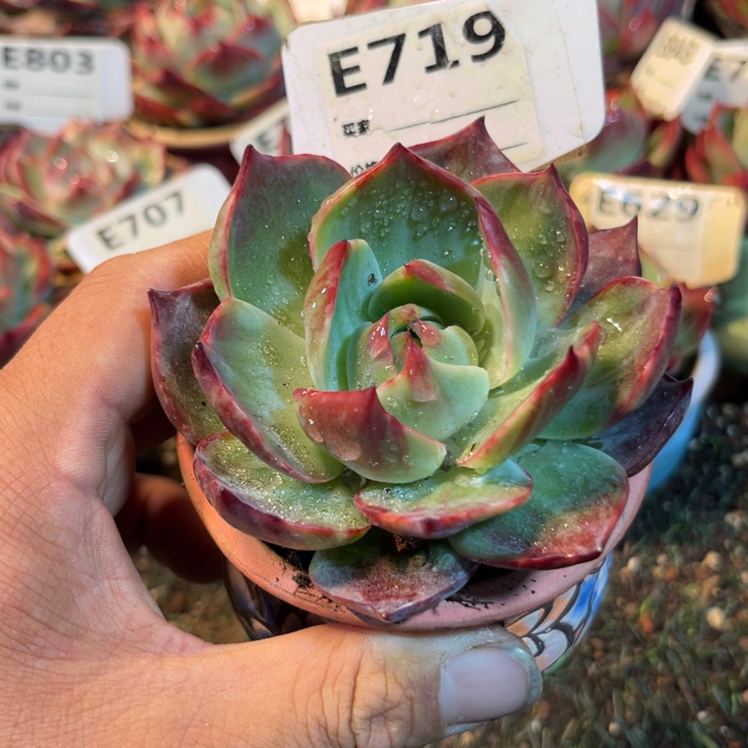 惊鸿一瞥719号多肉