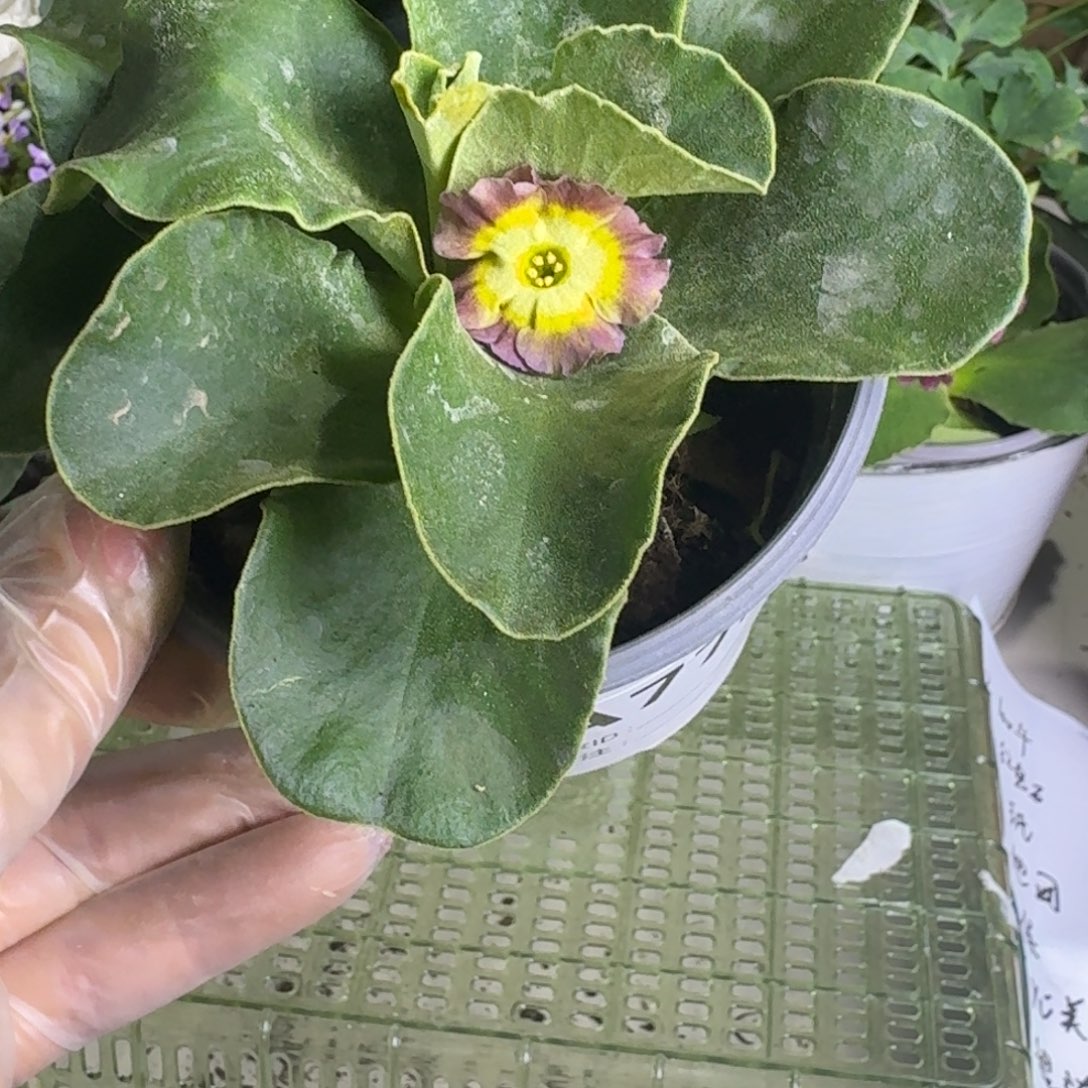 一物一拍  耳叶报春A772