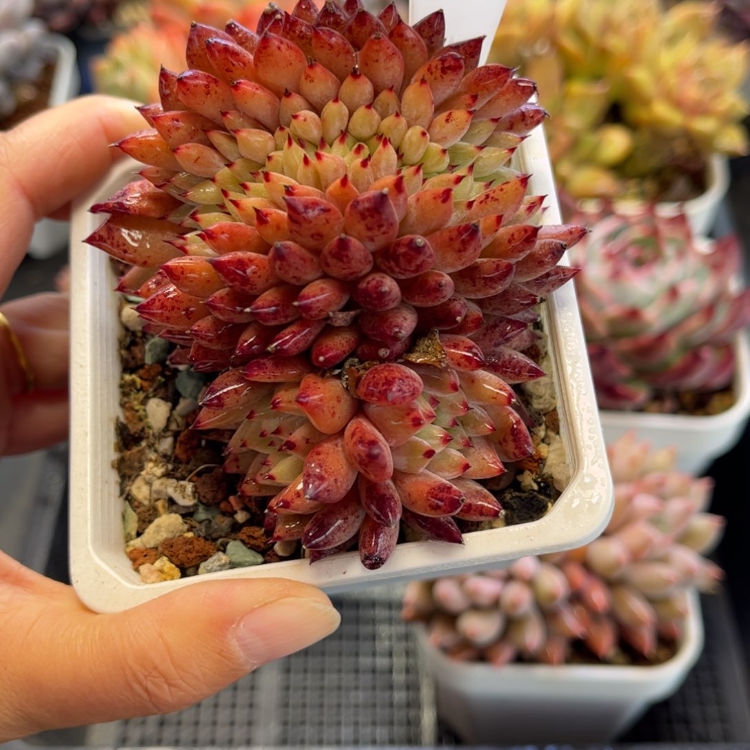 1637 满30包邮 天冷必拍保温箱