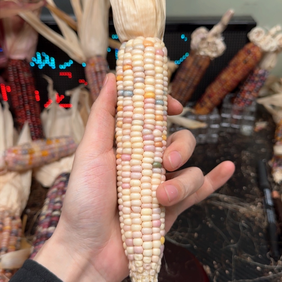 柏香籽/百香籽吊坠皎*