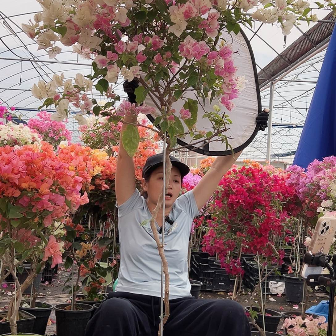 红***铁大部分花苞少量开放B33广红英