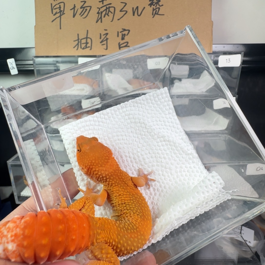 豹纹守宫血蜜橘弟弟