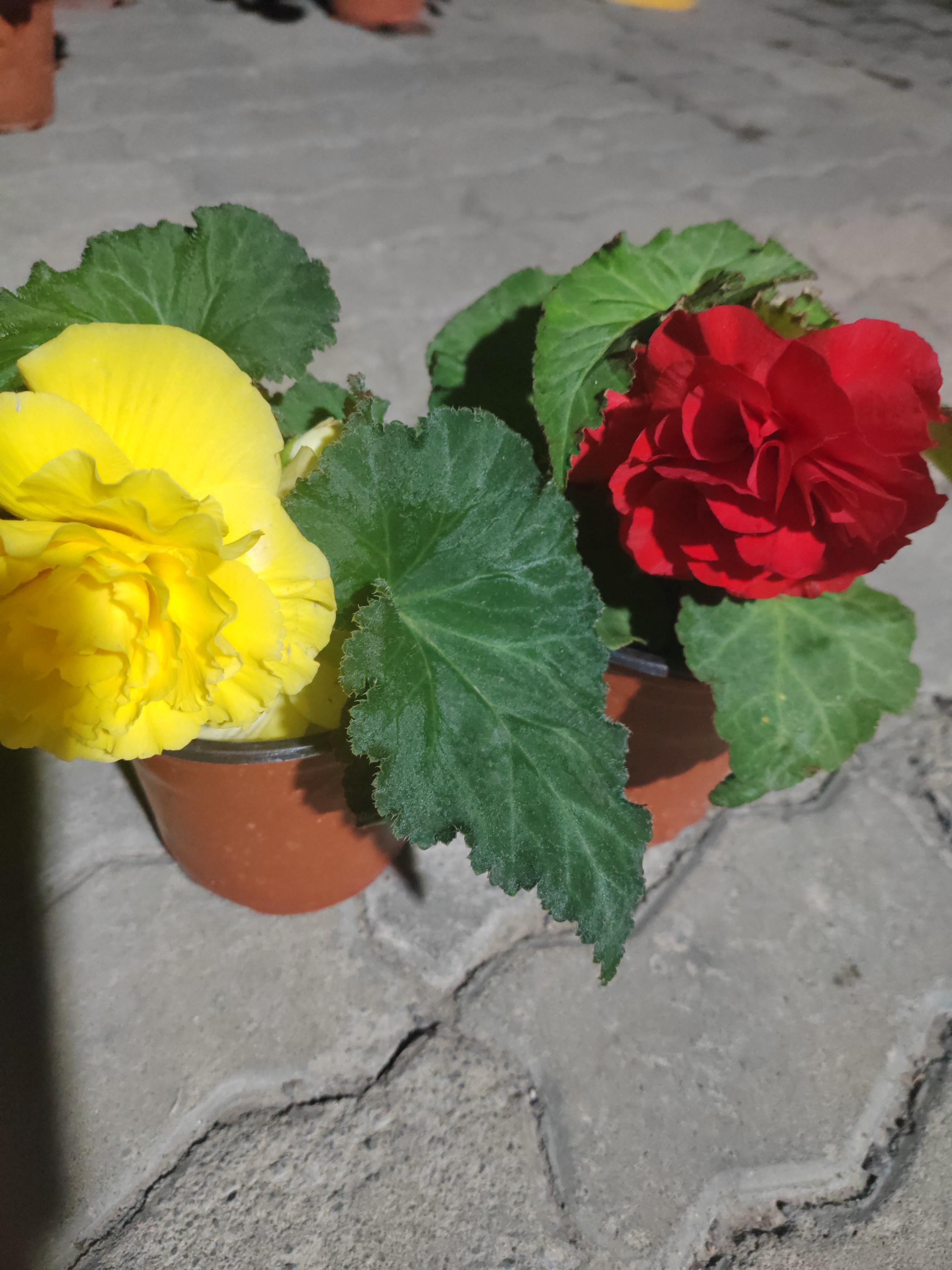 夫妻海棠两盆包邮到家