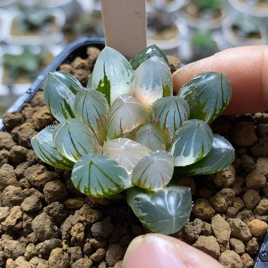 125龙爪玉露锦十二卷 