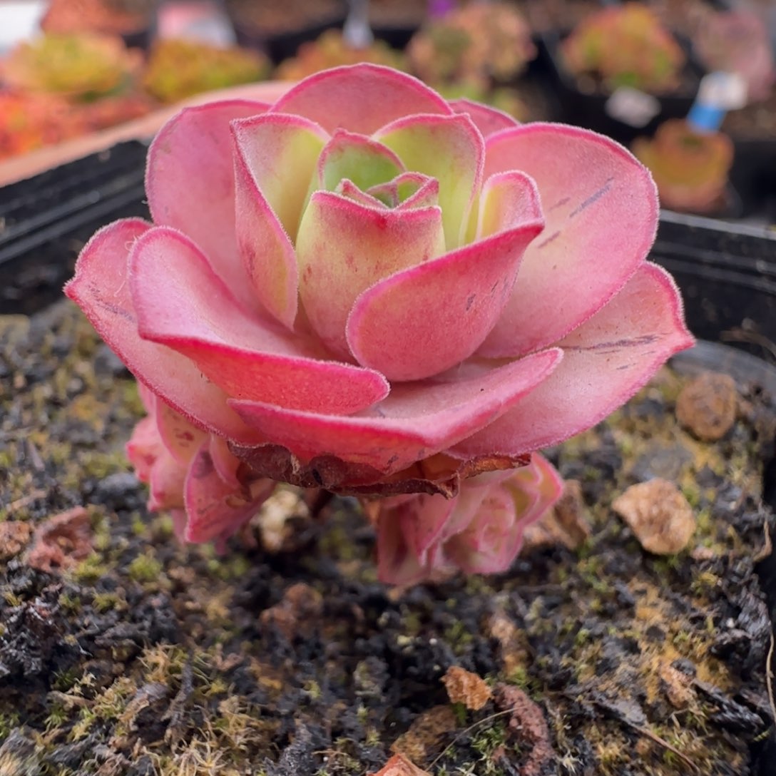 L627新品蕾Ａ００１不含盆土