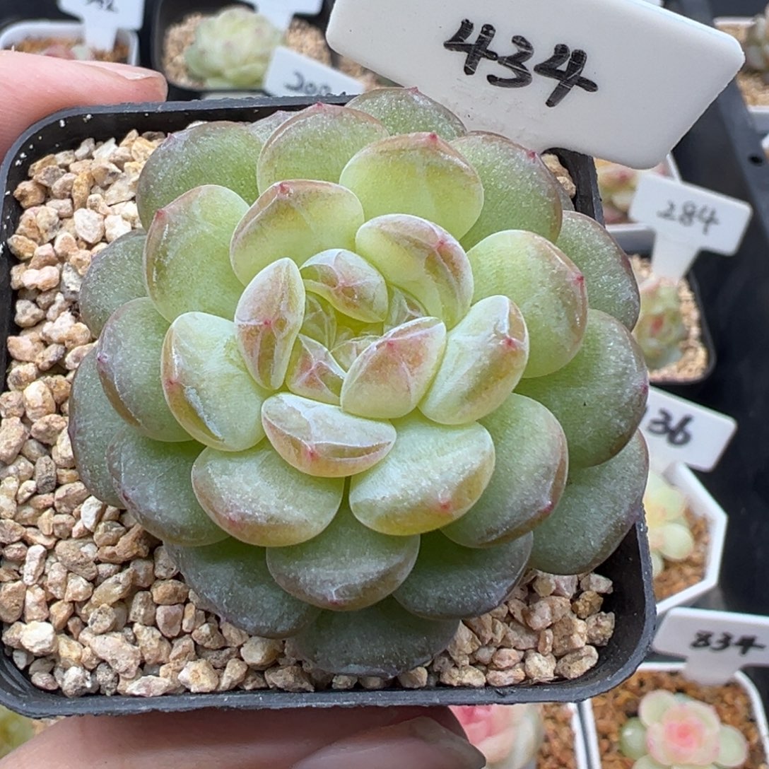 434号风花雪月系列清浅