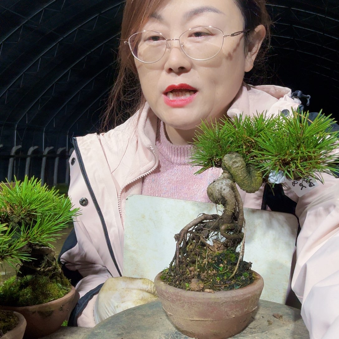 田***8完全开放三河黑松盆景