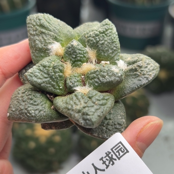 316 脱土带根发货