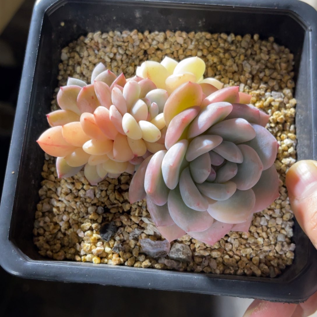 橙子锦 一物一拍不支持退换