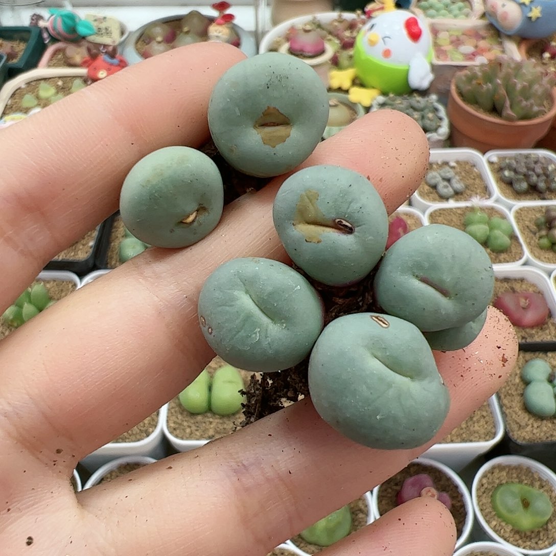 【闪购商品】168 跨年福利