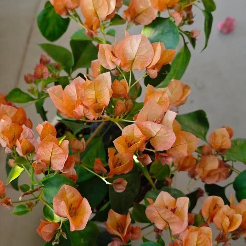 橙日落（三角梅）原生大苗四季开花老桩爬藤植物
