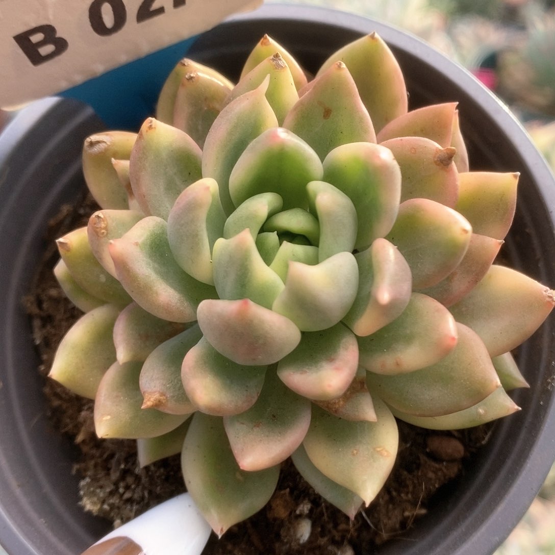 274东云杂锦锦锦锦锦