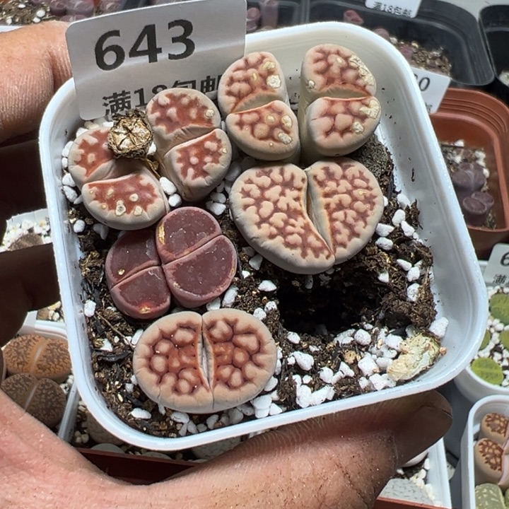 【闪购商品】 643。