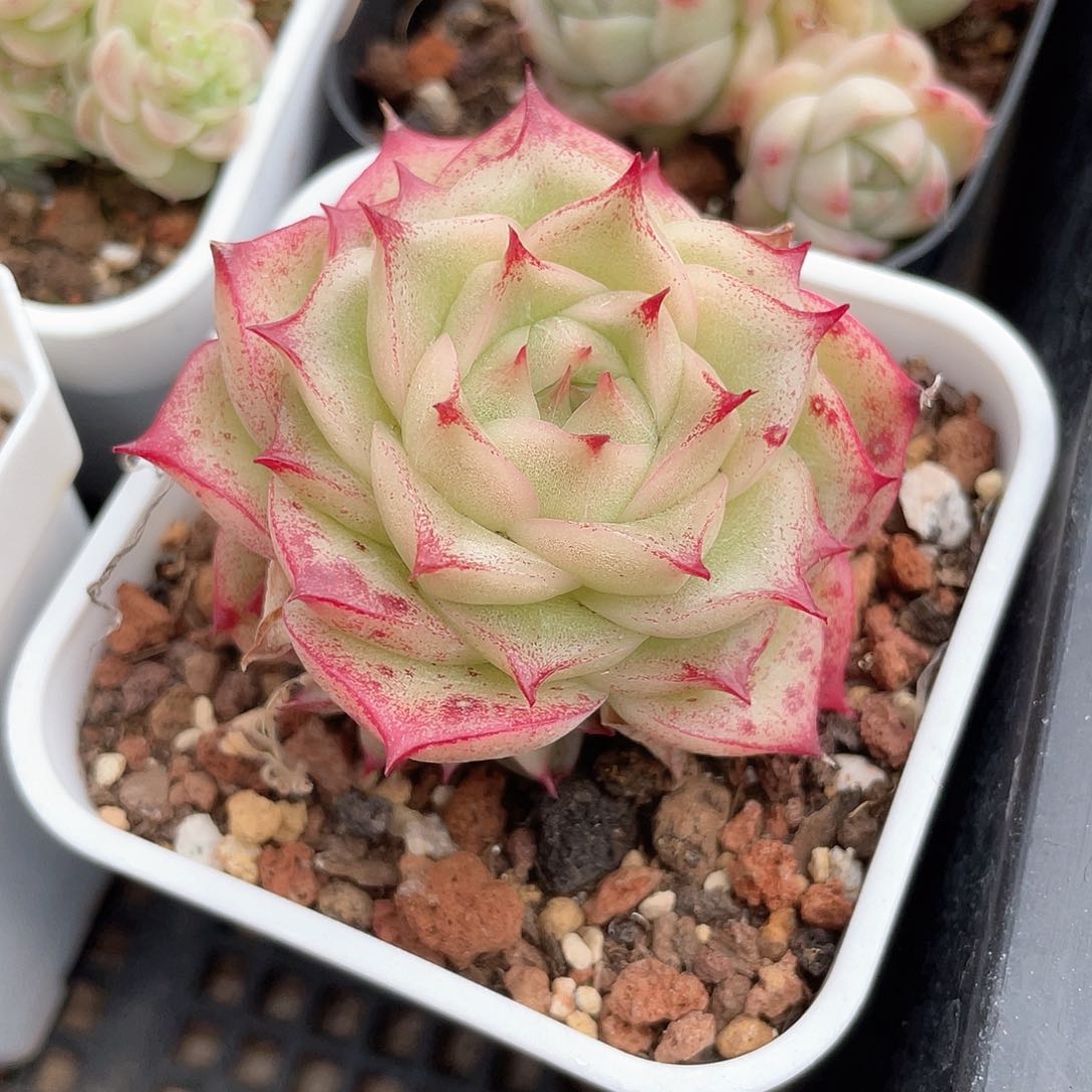 C*优选麦秆福利493