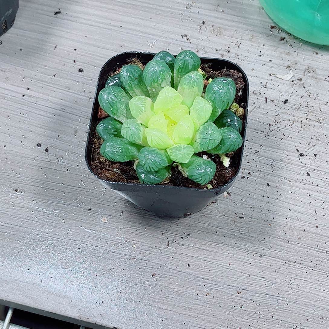 琥珀玉露一勿一拍