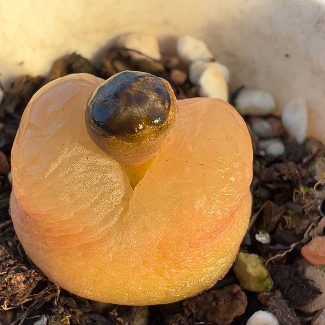 多肉植物百科13，