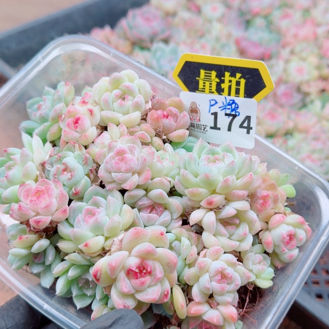 多肉植物多肉植物