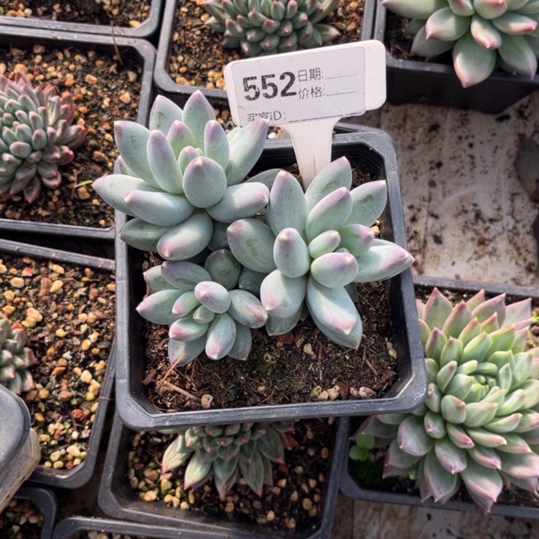 辰***芯美人系多肉植物552
