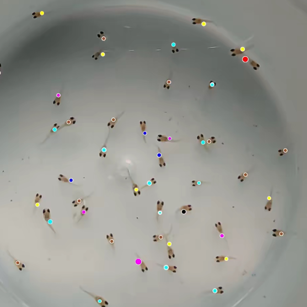 孔雀鱼混搭代替链接（拍完整开箱视频包损 无视频不包损入缸不赔）