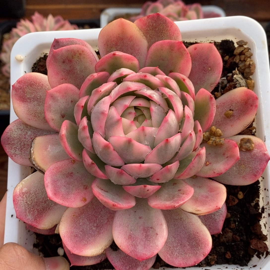 姑***美粉水锦多肉植物