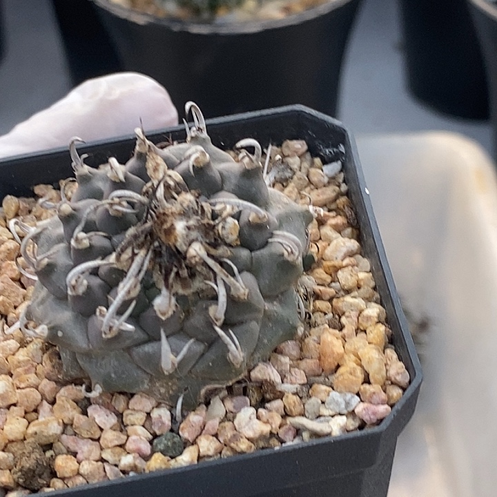 07十头娇丽南格瑞特