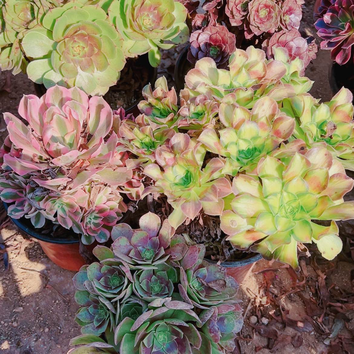 【闪购商品】无花朵17号套餐5颗多肉植物无售后