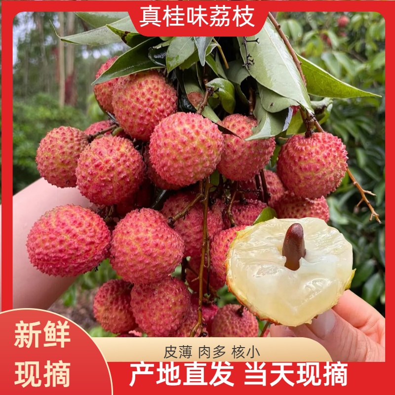 【冷链直达】Hg正宗广东桂味荔枝现摘老树果鲜嫩多汁 假一赔十
