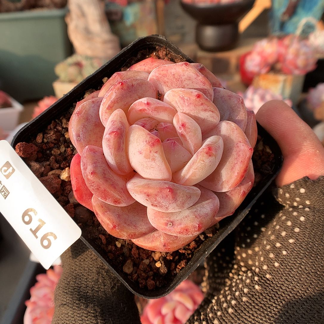 616雪天使多肉植物66666