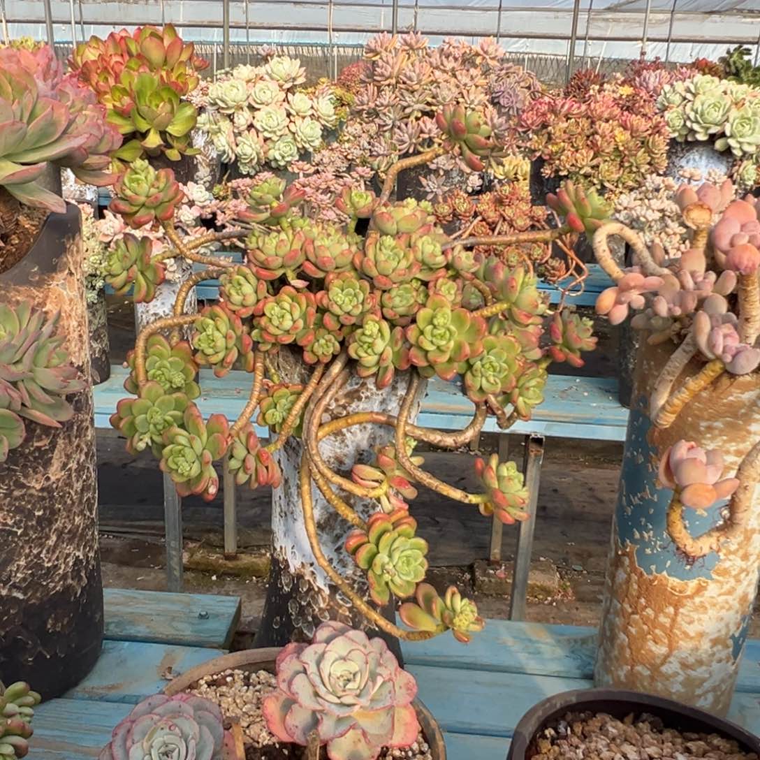 精品香格里拉妖桩 裸肉