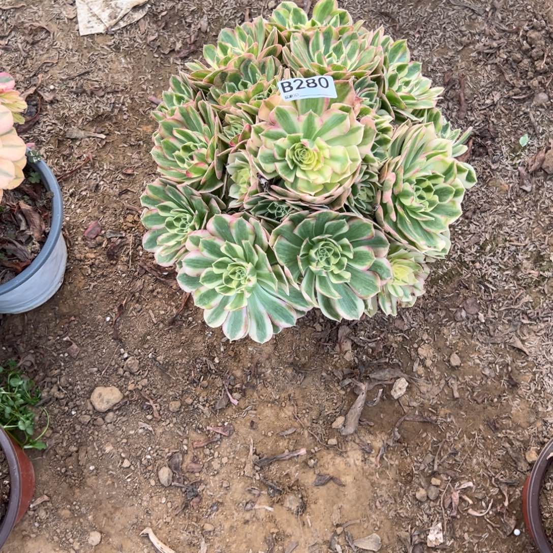 280海王多肉植物法师多肉