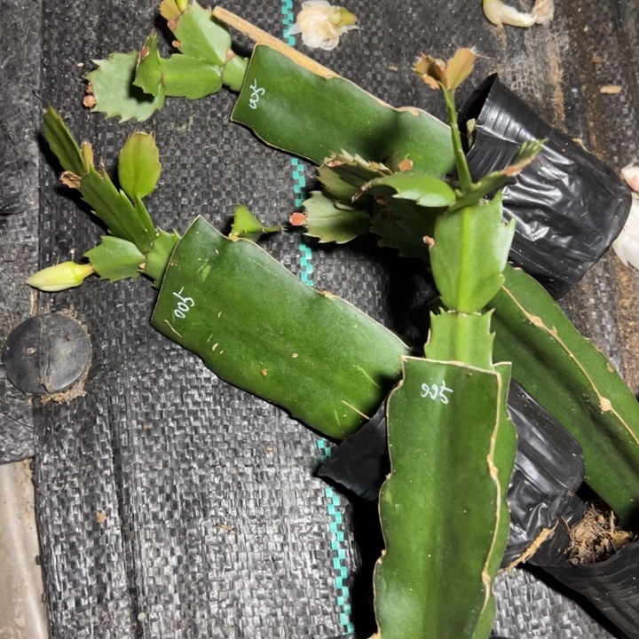 005嫁接小苗带盆发货一颗20
