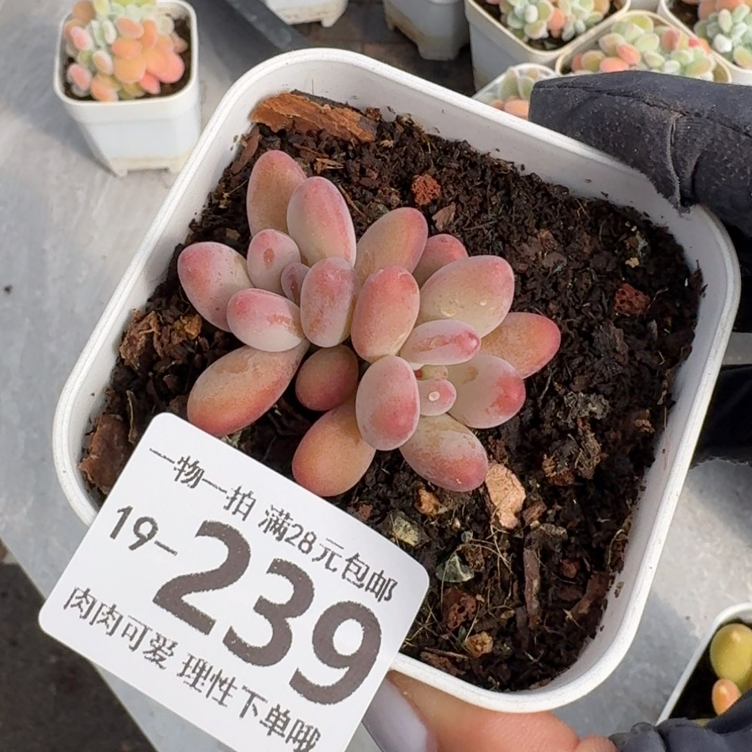 樱花奶无盆土发货无盆