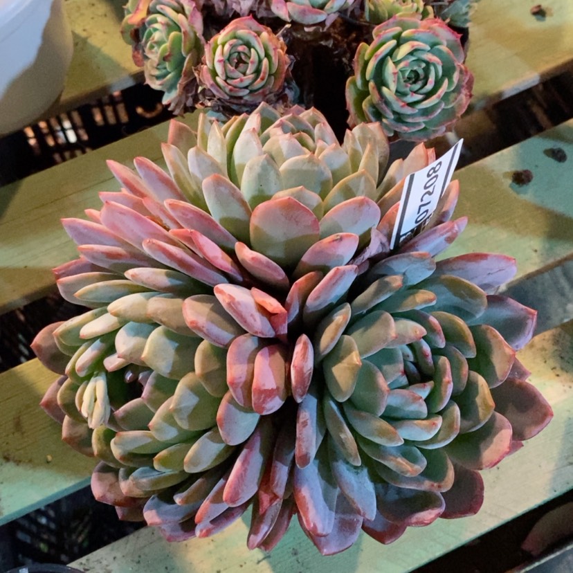 【闪购商品】全明星07208