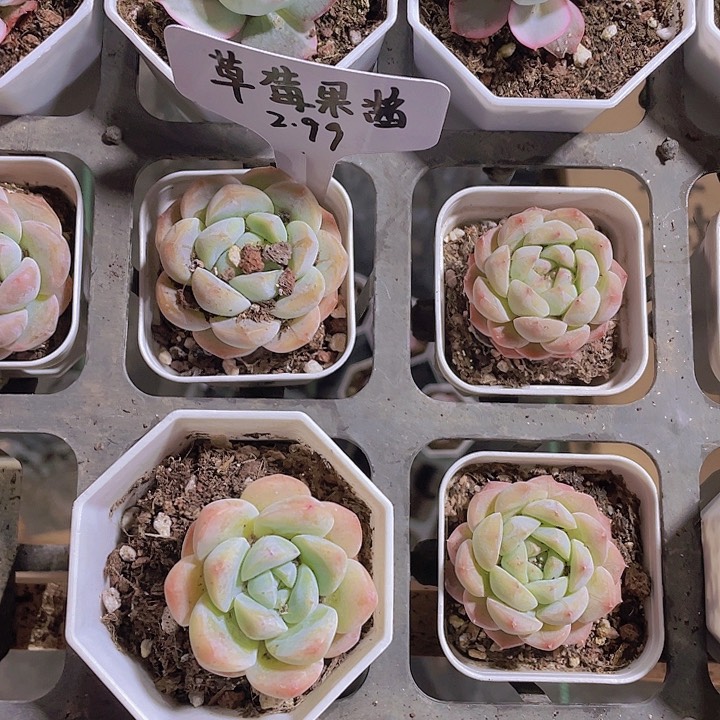 ?****?精品草莓果酱多肉植物