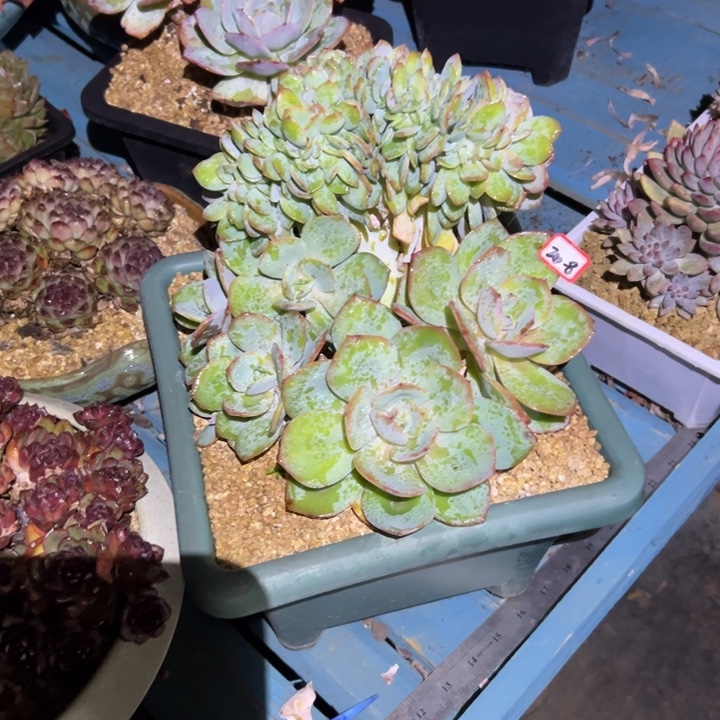 天****精品多肉植物老桩雪凤缀