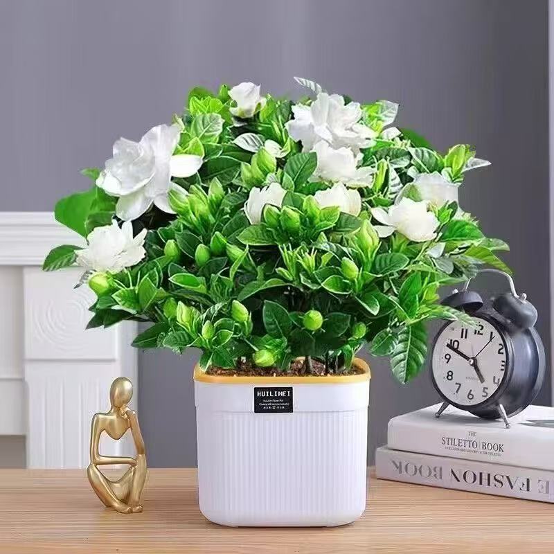 大盆230【带花苞】栀子花盆栽室内水培桌面绿植四季好养花卉植物