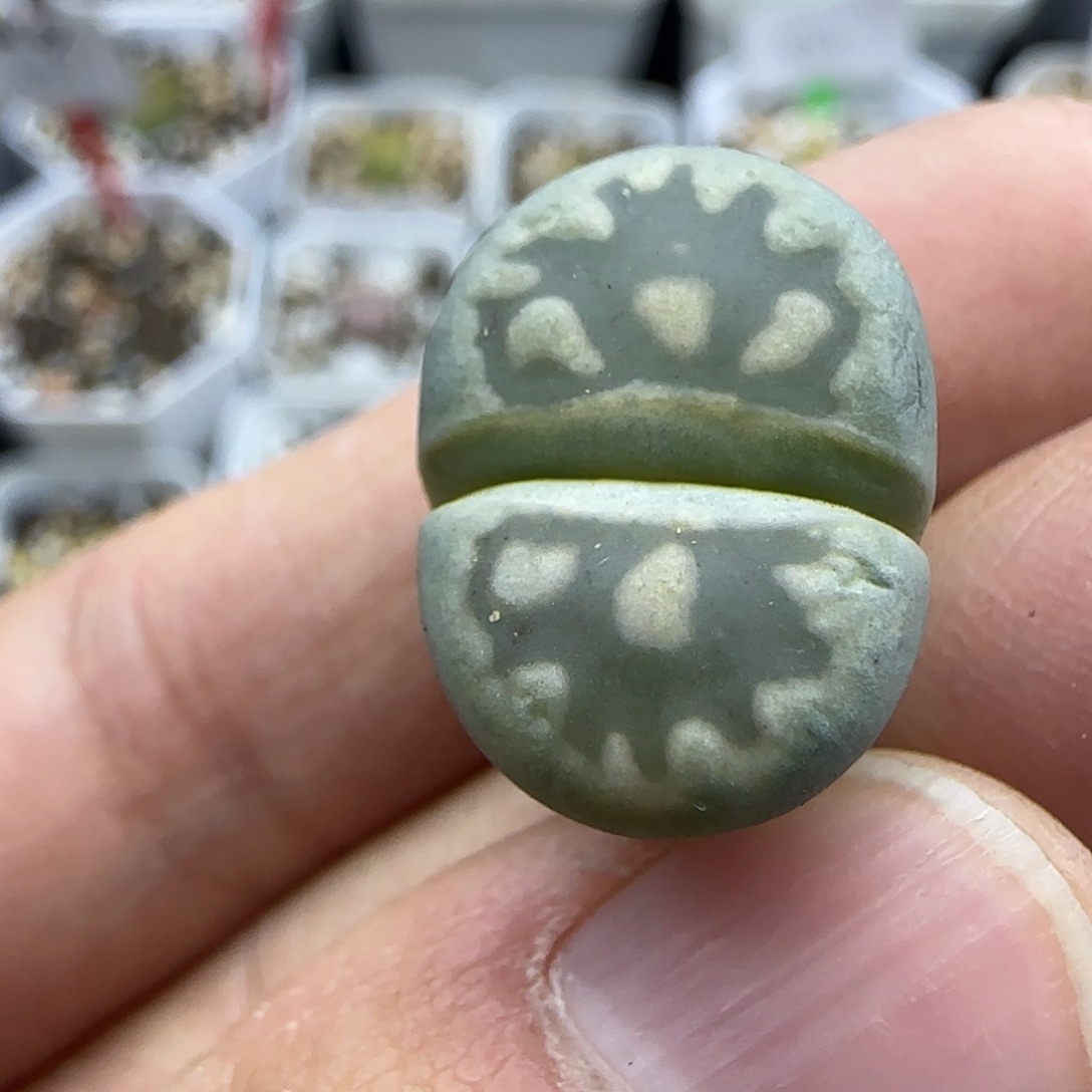 899 清框福利30包邮