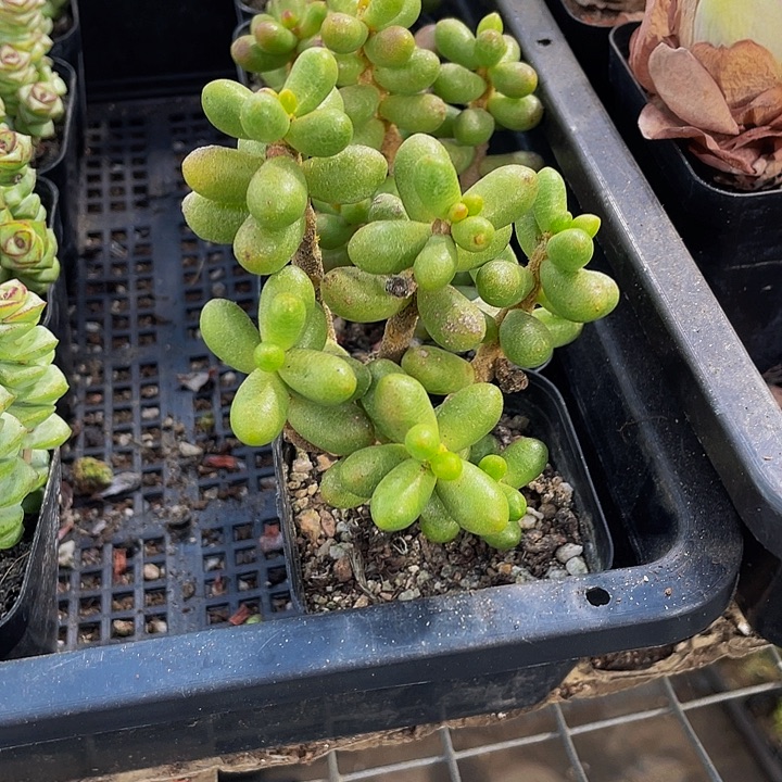 绿龟卵带盆土发货