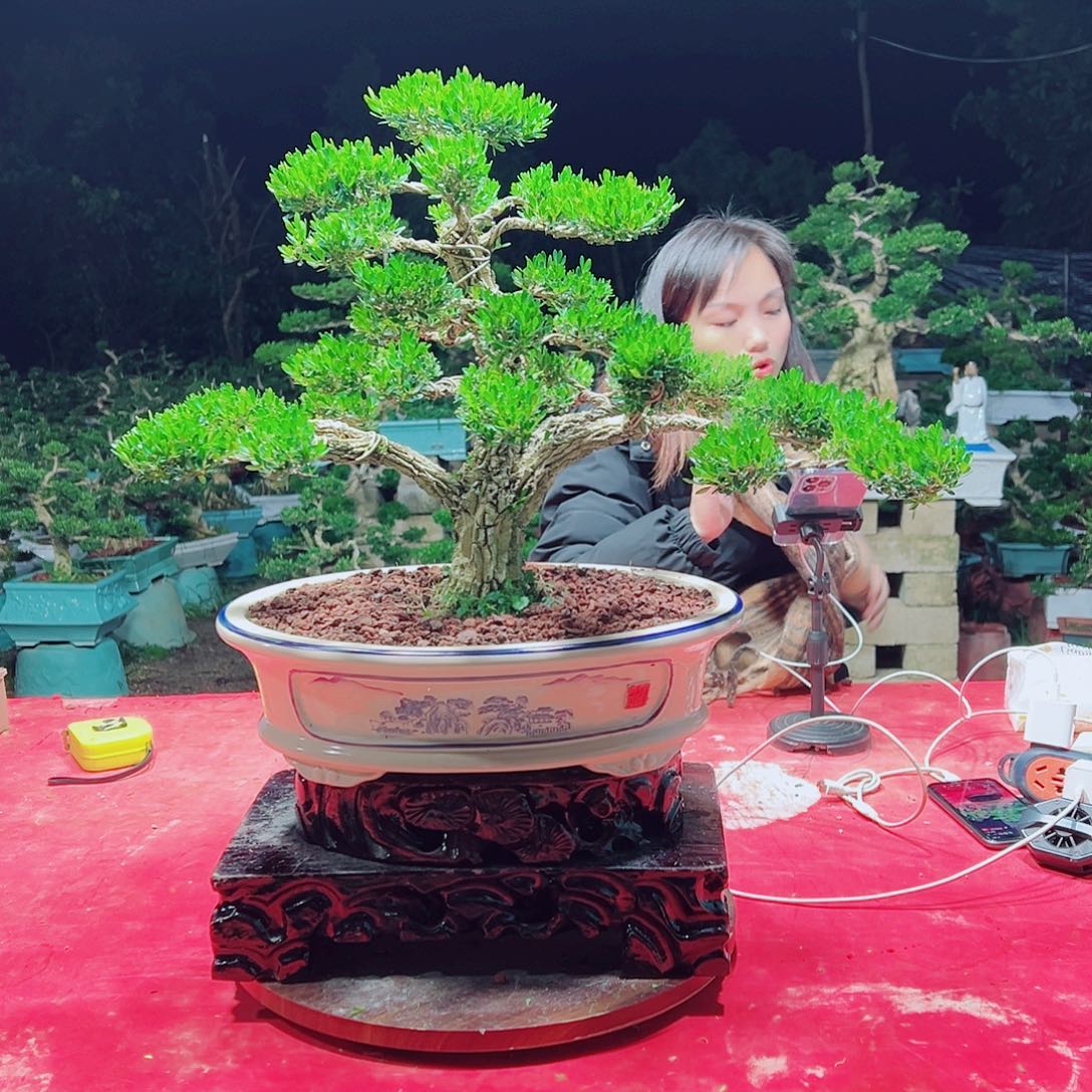 无花朵广东黄杨盆景