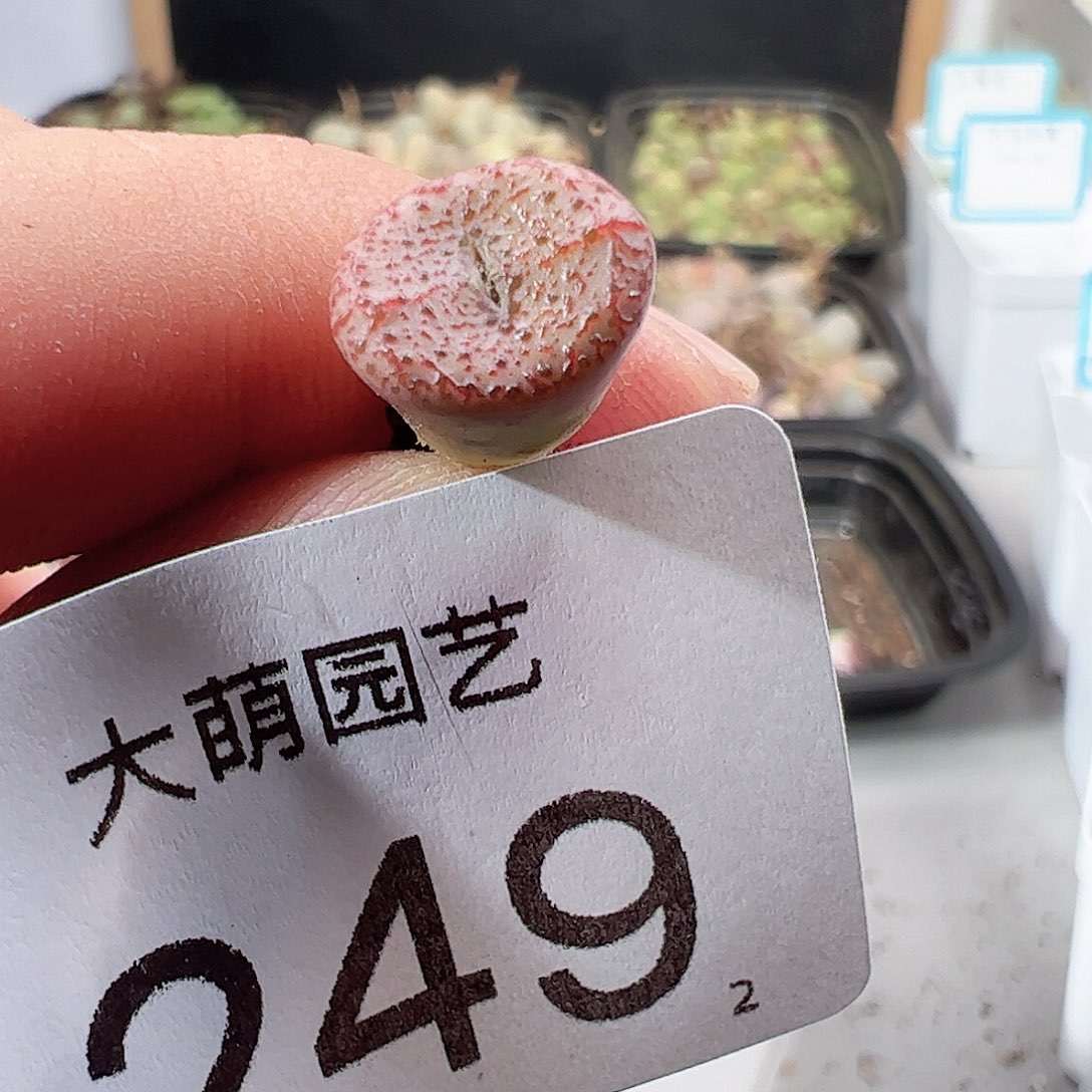 0000249优选1452.62血丝火龙果安贞