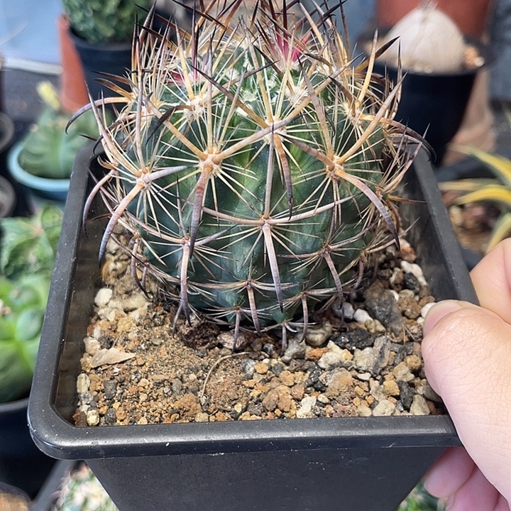 实生虎爪玉仙人球一颗